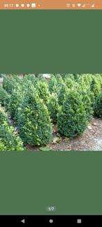 Mooie buxus piramides, Minder dan 100 cm, Buxus, Ophalen