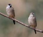 CERES AMADINE KOPPEL!!, Meerdere dieren, Tropenvogel, Geringd
