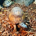 Terrapene carolina triunguis/major