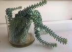 vintage vazen glas diverse maten bio kamerplanten stekjes, Overige kleuren, Ophalen of Verzenden, Minder dan 50 cm, Glas