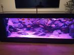 Super mooi aquarium 210x70x60 cm met malawi cichliden, Dieren en Toebehoren, Vissen | Aquaria en Toebehoren, Ophalen, Zo goed als nieuw