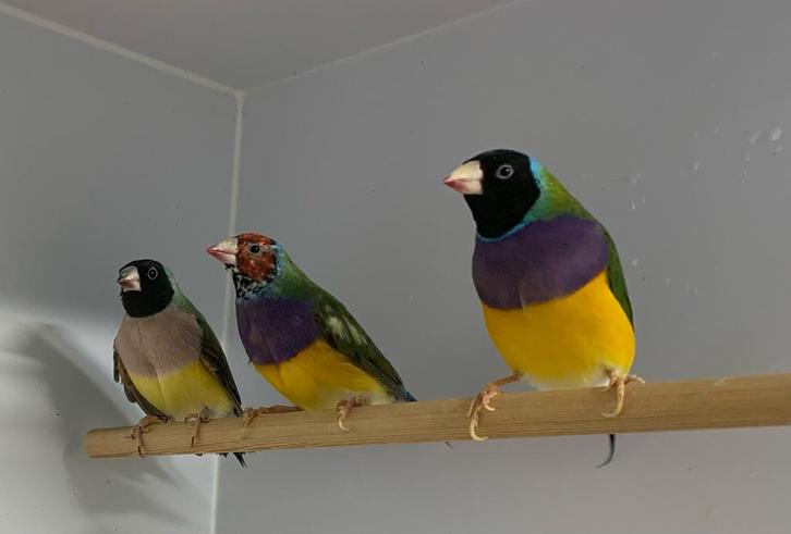 PRIJS VERLAAGD RK+ZK pb groen +vrouw zk pb groen(spl bl), Dieren en Toebehoren, Vogels | Overige Vogels, Tropenvogel, Meerdere dieren