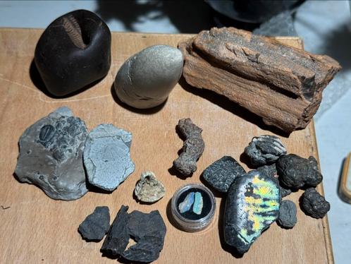 Diverse Verzameling met Fossielen, Verzamelen, Mineralen en Fossielen, Fossiel, Ophalen of Verzenden