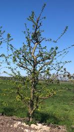 Laagstam Opal pruimenbomen, 20 jaar, 595 EUR, Tuin en Terras, Planten | Fruitbomen, Pruimenboom, Lente, 400 cm of meer, Ophalen