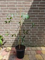 Schefflera alpina, Tuin en Terras, Planten | Tuinplanten, Ophalen, Zomer, Volle zon