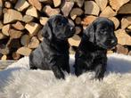 Prachtige Golden retriever x Flatcoated retriever pups, Dieren en Toebehoren, Honden | Retrievers, Spaniëls en Waterhonden, Rabiës (hondsdolheid)