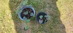 Viola Odorata, Maarts viooltje, 2,00 euro, Ophalen, Bodembedekkers, Vaste plant, Halfschaduw