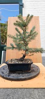 Pre bonsai Picea Glauca Bonsai - Unieke Boom, Overige soorten, Vaste plant, Ophalen of Verzenden, Bloeit niet