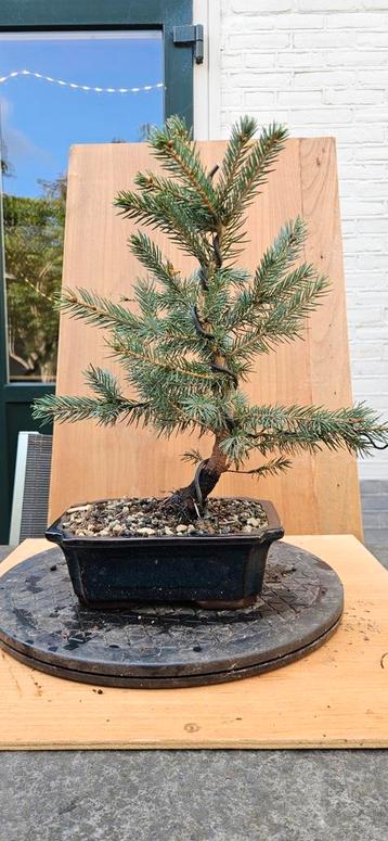 Bonsai Picea Glauca Bonsai - Unieke Boom beschikbaar voor biedingen