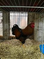 Koppel wyandotte krielen gezoomd, Dieren en Toebehoren, Pluimvee, Meerdere dieren, Kip