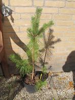 Grove den boompjes dennenboom, Overige soorten, Minder dan 100 cm, Ophalen, Volle zon