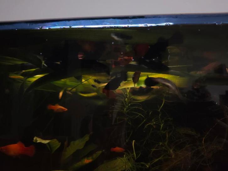 Vissen, Dieren en Toebehoren, Vissen | Aquariumvissen, Vis