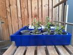Kamerplant, Portulacaria, verse gewortelde stekjes., Huis en Inrichting, Ophalen of Verzenden, Overige soorten, In pot, Minder dan 100 cm