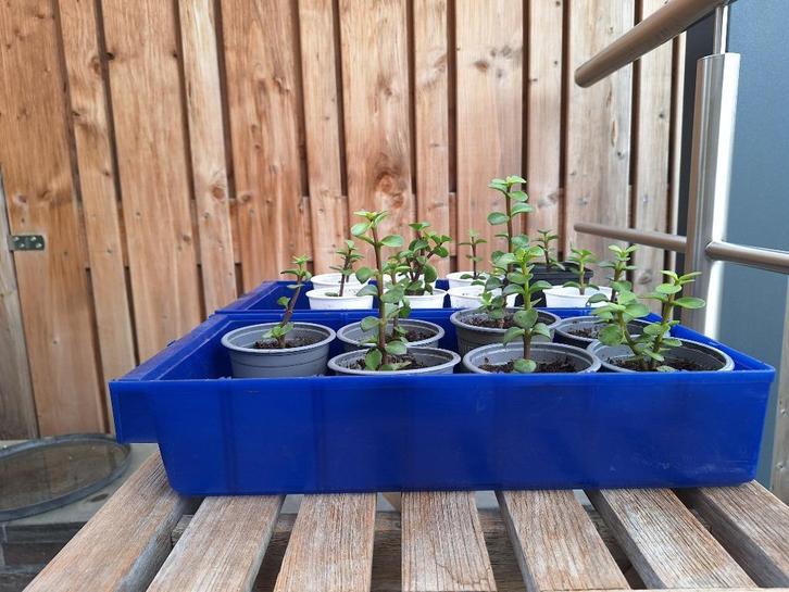 Kamerplant, Portulacaria, verse gewortelde stekjes., Huis en Inrichting, Kamerplanten, Overige soorten, Minder dan 100 cm, In pot
