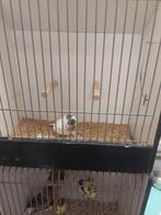 Jonge glosters te koop. Zang kanarieman., Dieren en Toebehoren, Meerdere dieren, Tropenvogel