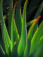 Wie wil er nog een Aloe op z'n terras ? Kan knal in de zon !, Ophalen, Overige soorten, Volle zon, Minder dan 100 cm