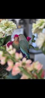 Twee agapornissen incl toebehoren, Dieren en Toebehoren, Vogels | Parkieten en Papegaaien, Meerdere dieren, Dwergpapegaai of Agapornis