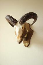 Taxidermie Moeflon gewei / schedel, Ophalen of Verzenden, Gebruikt, Hert, Schedel