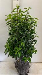 Portugese Laurier, prunus lusitanica 80-100, Ophalen, Laurier, Struik, Minder dan 100 cm