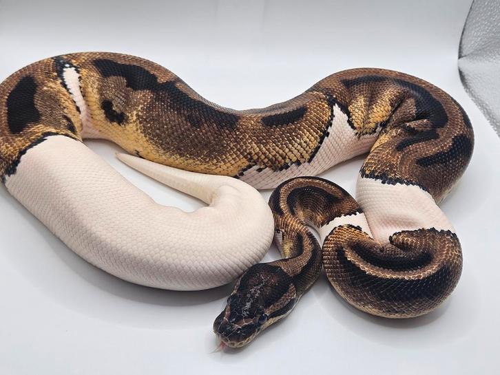 Ballpython- koningspython- python regius