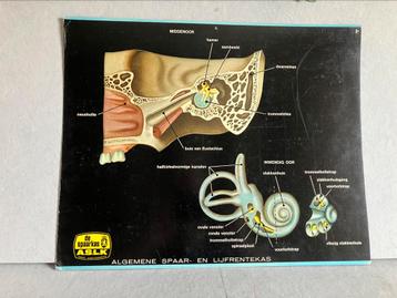 Vintage anatomie plaat schoolplaat middenoor beschikbaar voor biedingen