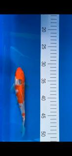 Japanse koi karper Goshiki, Dieren en Toebehoren, Vissen | Vijvervissen, Karper of Koi