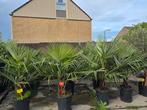 Trachycarpus fortunei palmbomen €85, Ophalen of Verzenden, Gehele jaar, Volle zon