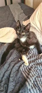 Lieve kitten te koop Zwart wit, Dieren en Toebehoren, Meerdere dieren, Kortharig, 0 tot 2 jaar
