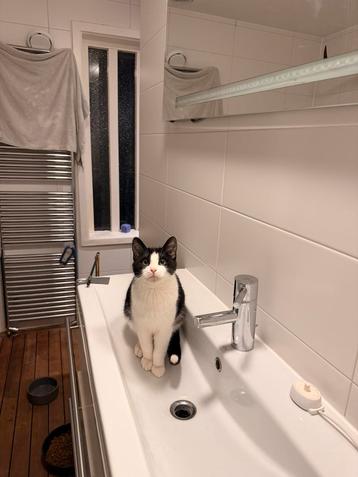 Lieve knuffel kater van 7 maanden oud beschikbaar voor biedingen