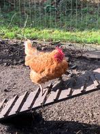 Te koop bruine  leg kippen, Dieren en Toebehoren, Vrouwelijk, Kip