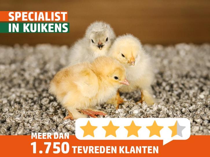 Brahma Groot kippen kuikens | Gesekst en Ingeënt, Dieren en Toebehoren, Pluimvee, Kip, Vrouwelijk