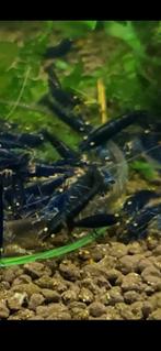 Deep Blue garnalen met fel oranje ogen, high grade!, Dieren en Toebehoren, Vissen | Aquariumvissen, Kreeft, Krab of Garnaal