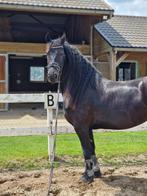 Lease / verzorger gezocht, Dieren en Toebehoren, Stalling