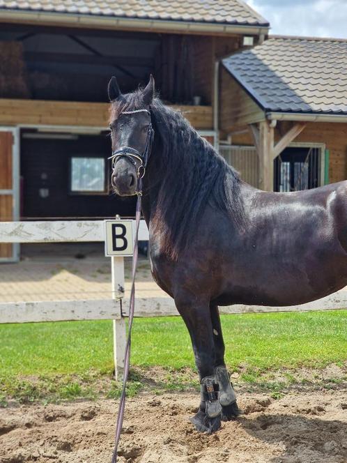 Lease / verzorger gezocht, Dieren en Toebehoren, Stalling en Weidegang, Stalling