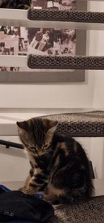 Liefdevol huis gezocht, Dieren en Toebehoren, Katten en Kittens | Overige Katten, Meerdere dieren