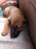 MECHELSEHERDER PUPS ..nog 2 reutjes.mogen nestje verlaten., Dieren en Toebehoren, 8 tot 15 weken, Parvo, Meerdere, Meerdere dieren