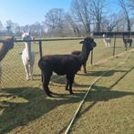 Alpaca merrie met stamboek, Dieren en Toebehoren, Overige Dieren, Vrouwelijk, Voor 1 juli 2024