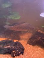 4 koudwater vissen 3  goudvissen en hybrid, Vis