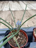 Caudex Albuca Circinata spec nova Herkomst Zuid Afrika, Overige soorten, Ophalen of Verzenden, In pot, Minder dan 100 cm