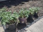 Tomatenplantjes Cherrytomaatjes snoeptomaatjes biologische, Ophalen, Volle zon, Groenteplanten, Eenjarig