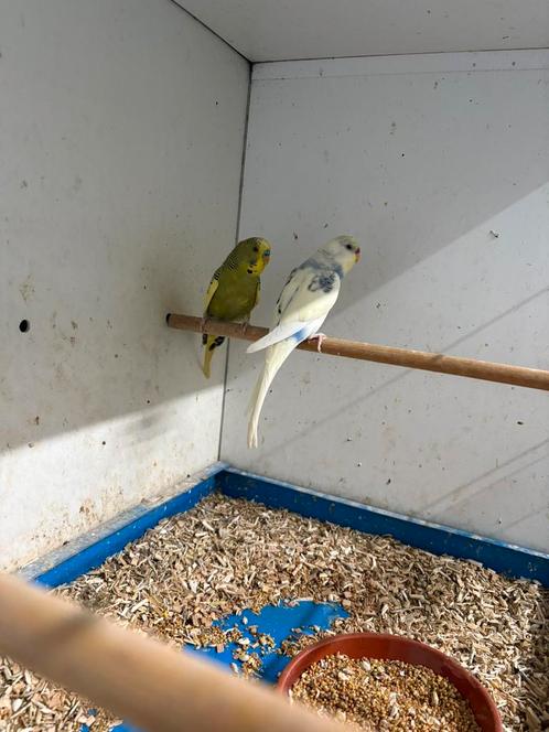 Twee koppels grasparkieten . Zie omschrijving., Dieren en Toebehoren, Vogels | Parkieten en Papegaaien, Parkiet, Meerdere dieren