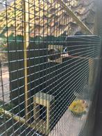 Volière, Dieren en Toebehoren, Vogels | Hokken en Kooien, Ophalen, Nieuw, Hout, Volière