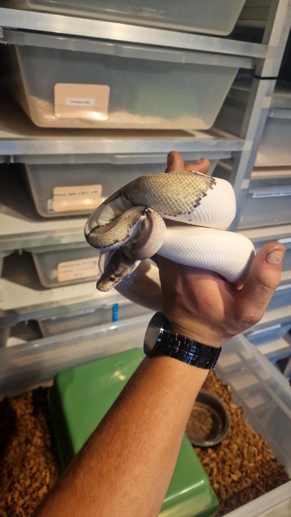 Ball/konings python, Dieren en Toebehoren, Reptielen en Amfibieën, Slang, 3 tot 6 jaar, Tam