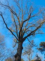 Gezocht vakman voor Boom snoeien in Hilversum, Ophalen of Verzenden, Zomer, Volle zon, Overige soorten