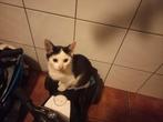 Boerderij katjes, Dieren en Toebehoren, Meerdere dieren, 0 tot 2 jaar