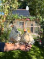 Cochin kriel haantjes, Dieren en Toebehoren, Pluimvee, Mannelijk, Kip