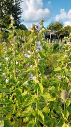 Heemst, Volle zon, Vaste plant, Zomer, Ophalen