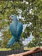 Blauwe halsband parkiet, Dieren en Toebehoren, Vogels | Parkieten en Papegaaien, Parkiet, Geringd