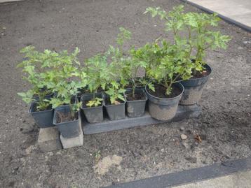 Tomatenplantjes 0.50 p/s Cherrytomaatjes Biologies Bio beschikbaar voor biedingen