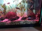 Grote algeneters te koop, Dieren en Toebehoren, Vissen | Aquariumvissen, Vis